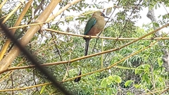 Eumomota superciliosa