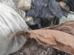 Mantidae