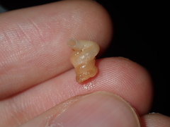 Petaloconchus caperatus