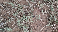 Bouteloua dactyloides