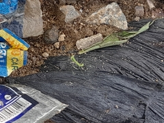 Mantidae