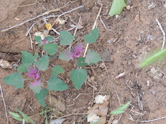 Chenopodium album