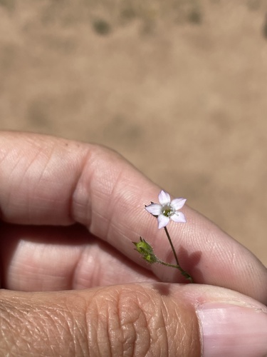 Chaparral gilia (Gilia angelensis)