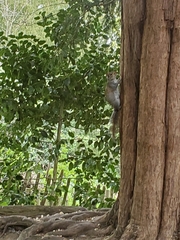 Sciurus carolinensis