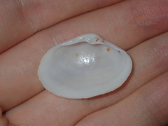 Mactrotoma antecedens