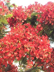 Delonix regia