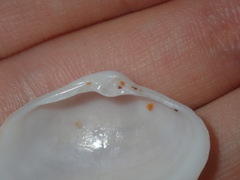 Mactrotoma antecedens