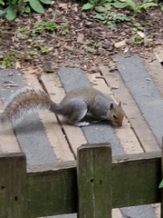 Sciurus carolinensis