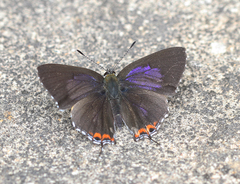 Heliophorus indicus
