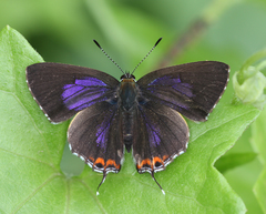 Heliophorus indicus