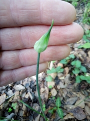 Allium