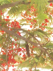 Delonix regia
