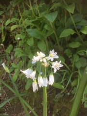 Allium triquetrum