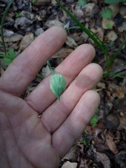 Allium