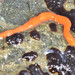 Red Ribbon Worm - Photo (c) Don Loarie, some rights reserved (CC BY)