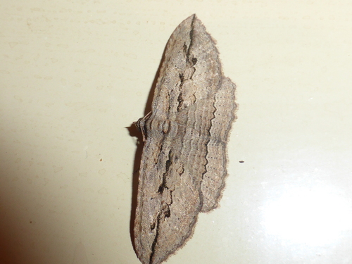 Austrocidaria gobiata (Felder & Rogenhofer, 1875)