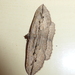 Austrocidaria gobiata - Photo (c) epitree, osa oikeuksista pidätetään (CC BY-NC), uploaded by Maurice