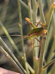 Odontura aspericauda