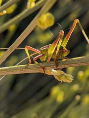 Odontura aspericauda