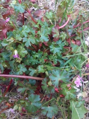 Geranium lucidum