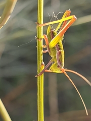Odontura aspericauda