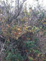 Berberis ilicifolia