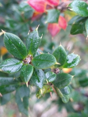 Berberis ilicifolia