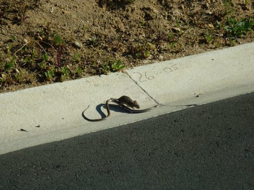 Cape Four-striped Grass Mouse, Waterkloof Wine Estate, photo 4 of 10