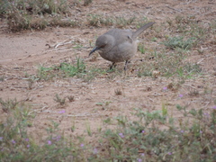 Toxostoma curvirostre