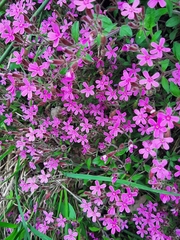 Saponaria ocymoides