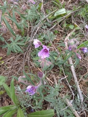 Geranium linearilobum