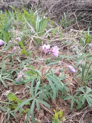 Geranium linearilobum
