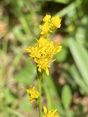 Solidago virgata