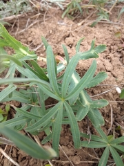 Geranium linearilobum