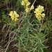 Common Toadflax - Photo (c) Tony Atkin, some rights reserved (CC BY-SA)