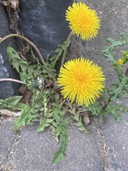 Taraxacum