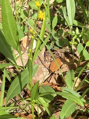 Solidago virgata