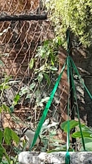 Campylorhynchus rufinucha