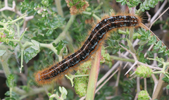 Malacosoma franconicum