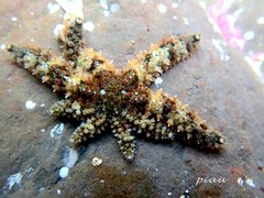 Coscinasterias acutispina