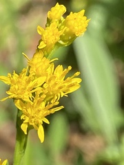 Solidago virgata