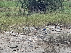 Vanellus spinosus