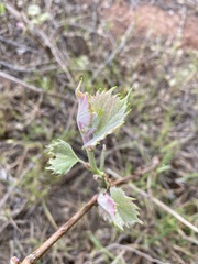 Vitis acerifolia