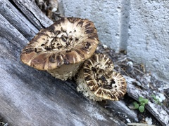 Cerioporus squamosus