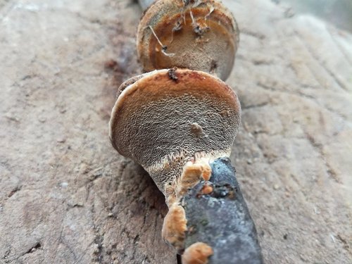 Slyvinė Kempinė nuotrauka