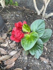 Begonia semperflorens-cultorum