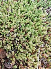 Sedum acre