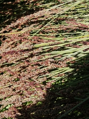 Elegia tectorum
