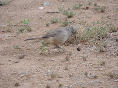 Toxostoma curvirostre