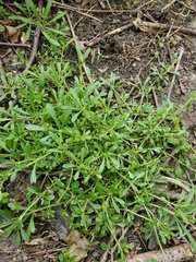Galium aparine